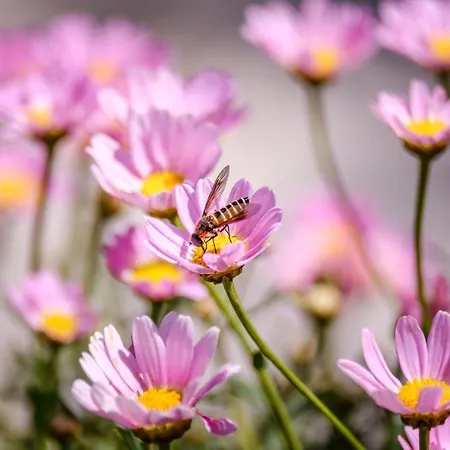 Nyaraló Provencal - Saint Marc