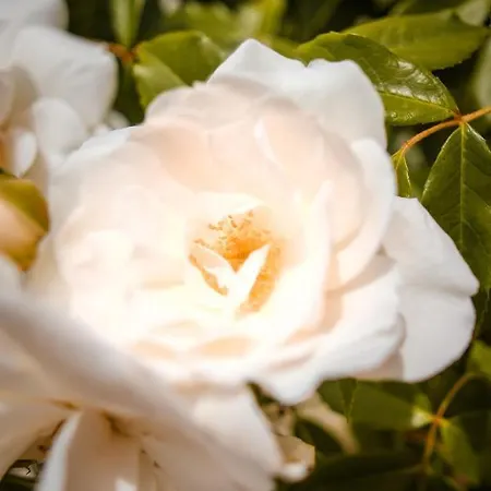 Provencal - Saint Marc Nyaraló Forcalquier