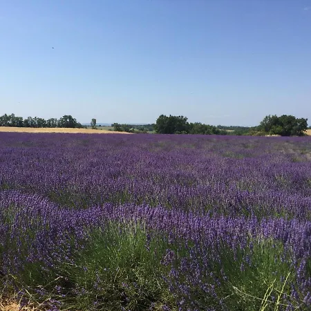 Provencal - Saint Marc