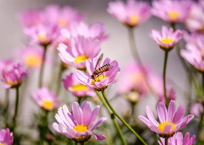 Holiday home Provencal - Saint Marc