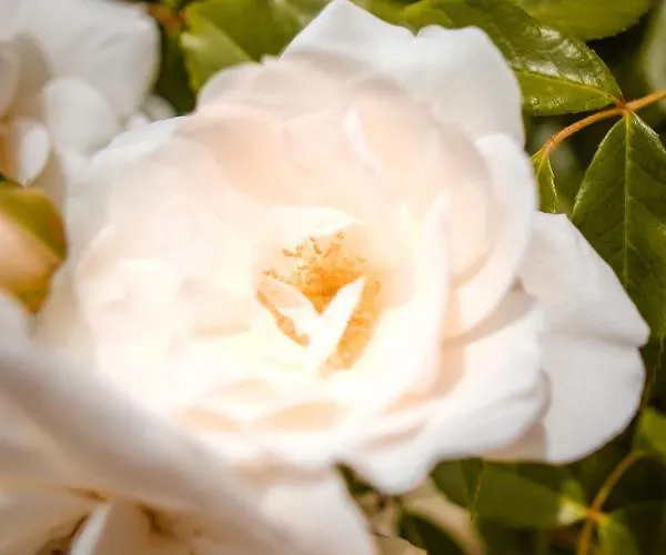 Provencal - Saint Marc Holiday home Forcalquier